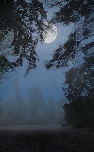 Превью обои деревья, туман, луна, ночь