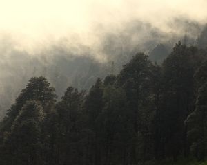 Превью обои деревья, туман, мгла, природа