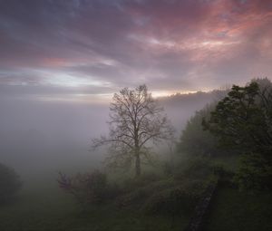 Превью обои деревья, туман, облака, природа, пейзаж