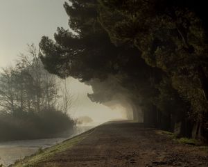 Превью обои деревья, туман, парк, тропинка