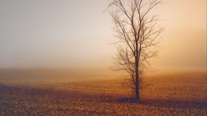 Превью обои деревья, туман, поле, горизонт, трава, минимализм