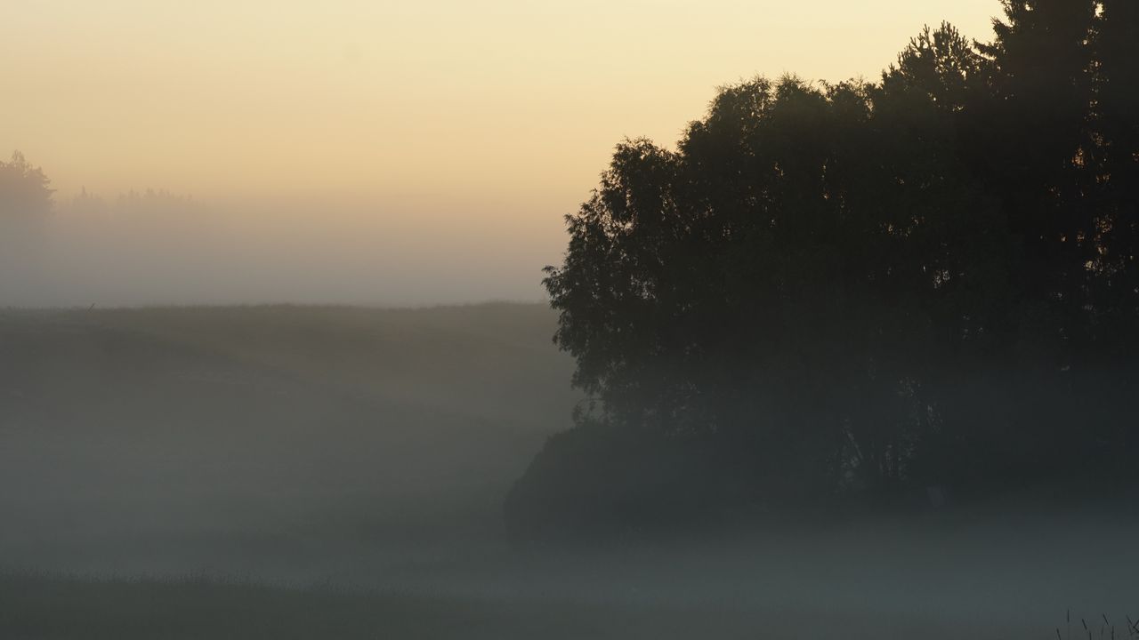 Обои деревья, туман, поле, рассвет