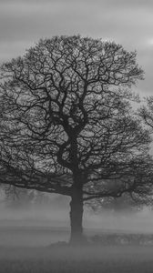 Превью обои деревья, туман, природа, черно-белый