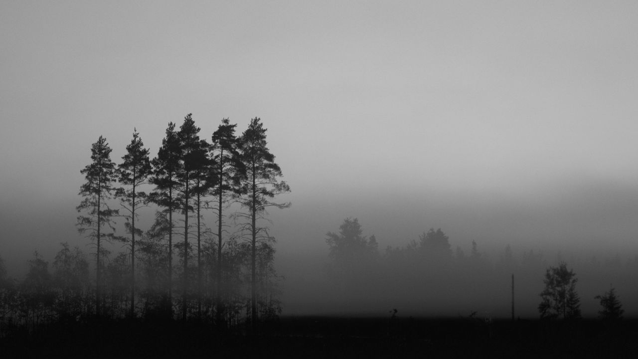 Обои деревья, туман, природа, темный