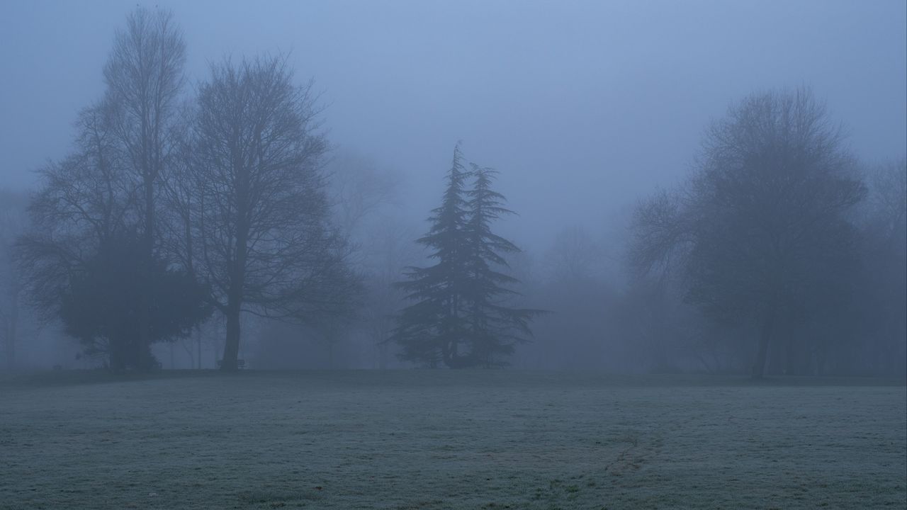 Обои деревья, туман, силуэты, пейзаж, природа