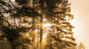 Превью обои деревья, туман, солнечный свет, лучи