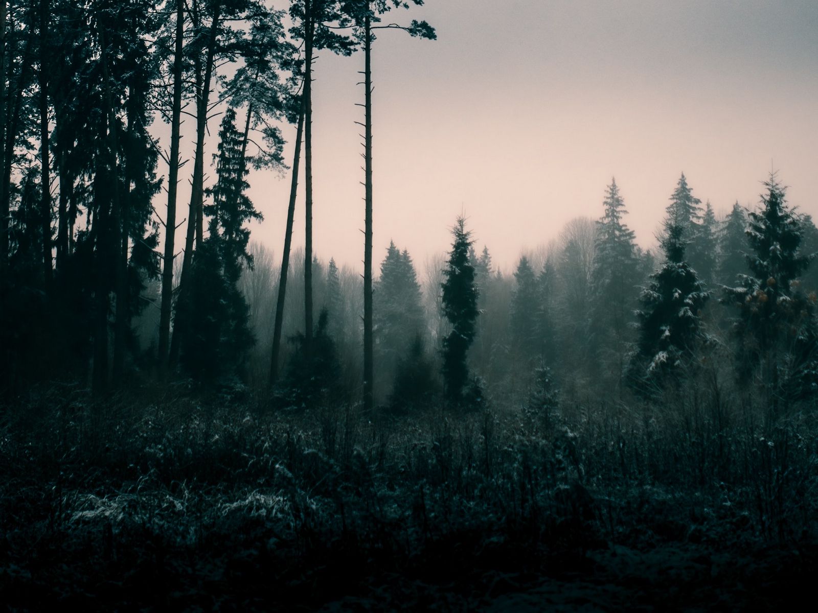 Атмосферные фото леса