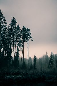 Превью обои деревья, туман, сумерки, природа