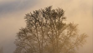 Превью обои деревья, туман, сумерки, мрак