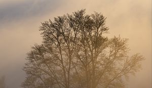 Превью обои деревья, туман, сумерки, мрак