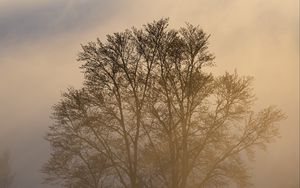 Превью обои деревья, туман, сумерки, мрак