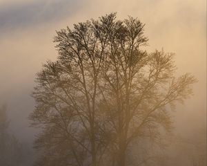 Превью обои деревья, туман, сумерки, мрак