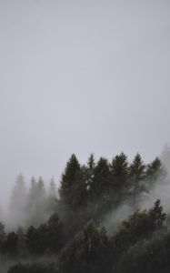 Превью обои деревья, туман, верхушки, небо