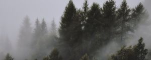 Превью обои деревья, туман, верхушки, небо