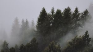Превью обои деревья, туман, верхушки, небо