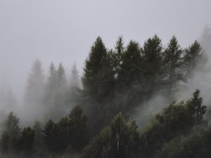 Превью обои деревья, туман, верхушки, небо