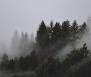 Превью обои деревья, туман, верхушки, небо