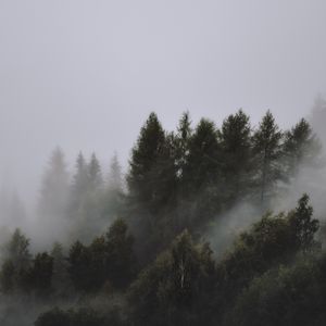 Превью обои деревья, туман, верхушки, небо