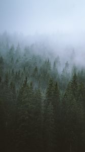 Превью обои деревья, туман, верхушки, лес