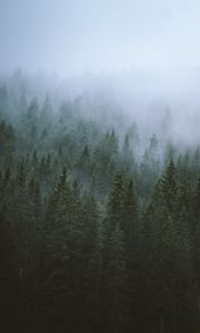 Превью обои деревья, туман, верхушки, лес