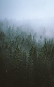 Превью обои деревья, туман, верхушки, лес