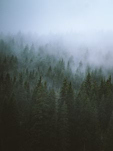 Превью обои деревья, туман, верхушки, лес