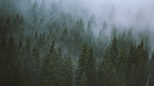 Превью обои деревья, туман, верхушки, лес