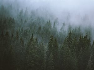 Превью обои деревья, туман, верхушки, лес