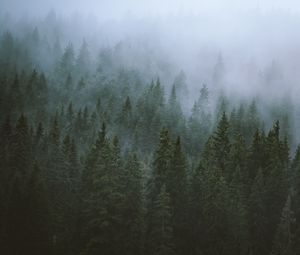Превью обои деревья, туман, верхушки, лес