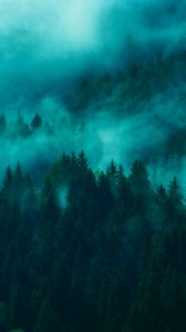 Превью обои деревья, туман, верхушки, лес