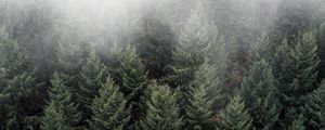 Превью обои деревья, туман, верхушки, лес, зеленый, вид сверху