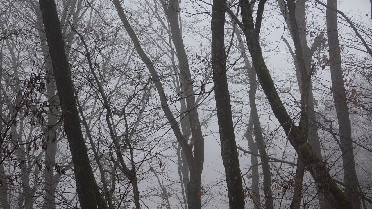 Обои деревья, туман, ветки, листья