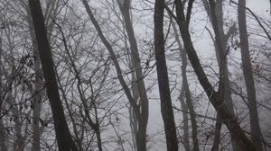 Превью обои деревья, туман, ветки, листья