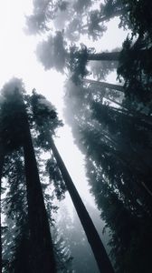 Превью обои деревья, туман, вид снизу, лес, небо, свет
