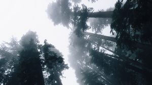 Превью обои деревья, туман, вид снизу, лес, небо, свет