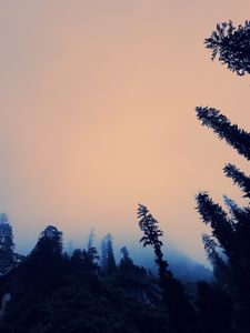 Превью обои деревья, туман, вид снизу, сумерки, небо