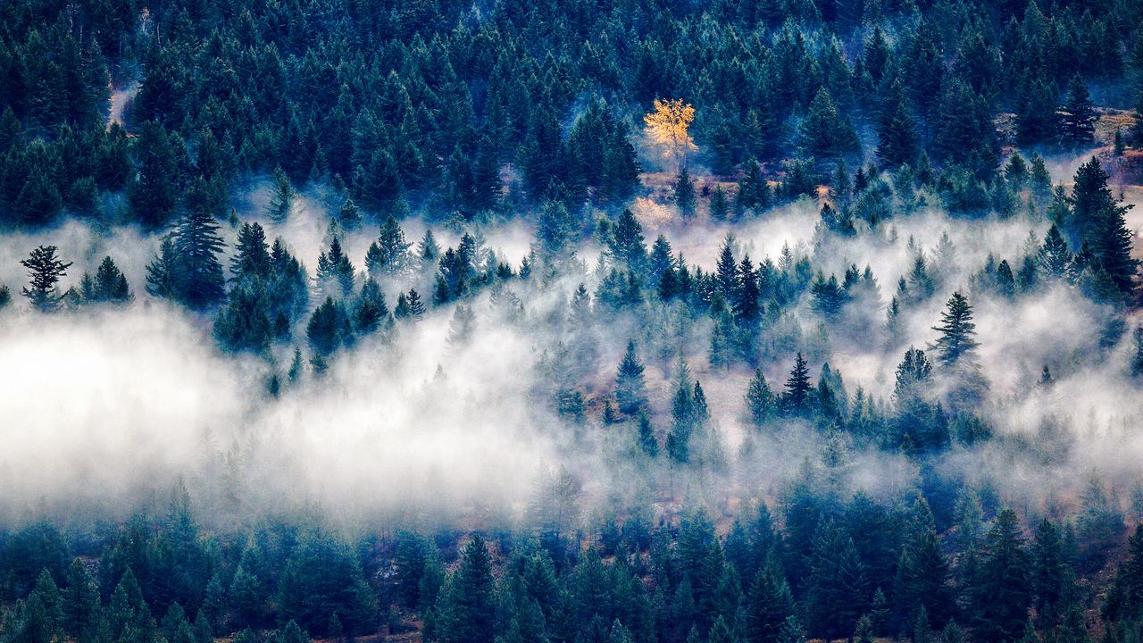 Обои деревья, туман, вид сверху