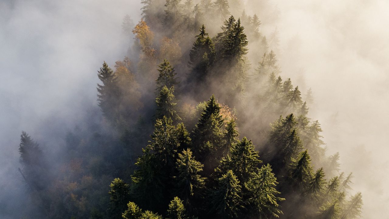 Обои деревья, туман, вид сверху, верхушки, лес