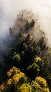 Превью обои деревья, туман, вид сверху, верхушки, лес
