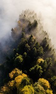 Превью обои деревья, туман, вид сверху, верхушки, лес