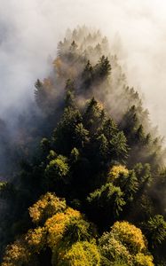 Превью обои деревья, туман, вид сверху, верхушки, лес