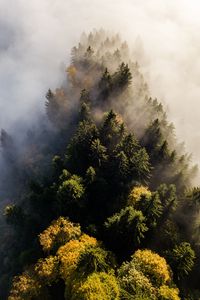 Превью обои деревья, туман, вид сверху, верхушки, лес