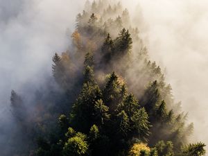 Превью обои деревья, туман, вид сверху, верхушки, лес