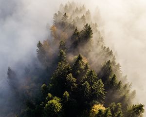Превью обои деревья, туман, вид сверху, верхушки, лес