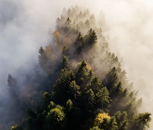 Превью обои деревья, туман, вид сверху, верхушки, лес