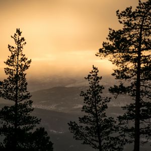Превью обои деревья, туман, закат, сумерки, природа