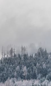 Превью обои деревья, туман, заснеженный, иней, зима