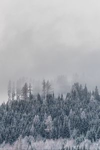 Превью обои деревья, туман, заснеженный, иней, зима