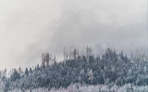 Превью обои деревья, туман, заснеженный, иней, зима