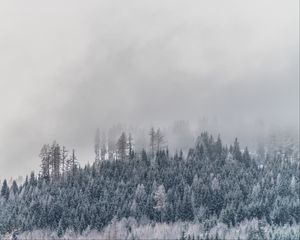Превью обои деревья, туман, заснеженный, иней, зима